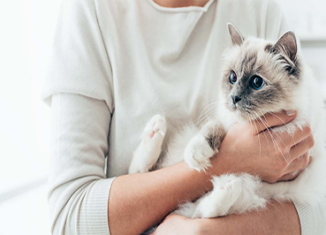 نگهداری از گربه با بروز اسکیزوفرنی ارتباط دارد